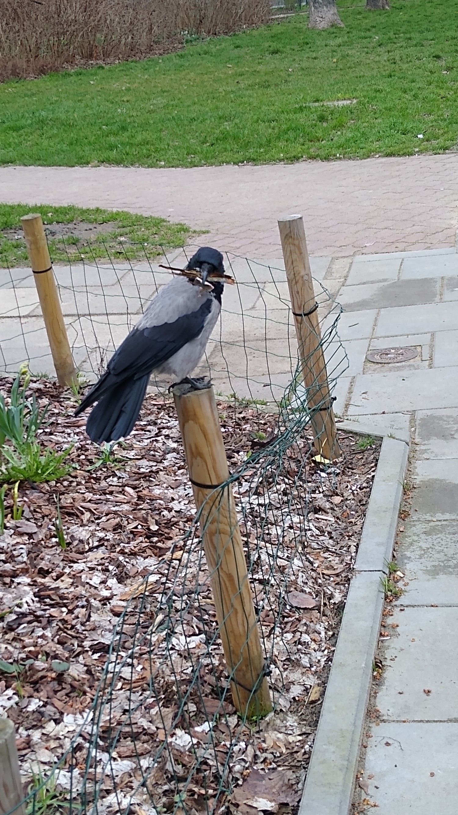 livebirdspoland_8ebcff58613f680b0def15bacb1cf8aa.jpg
