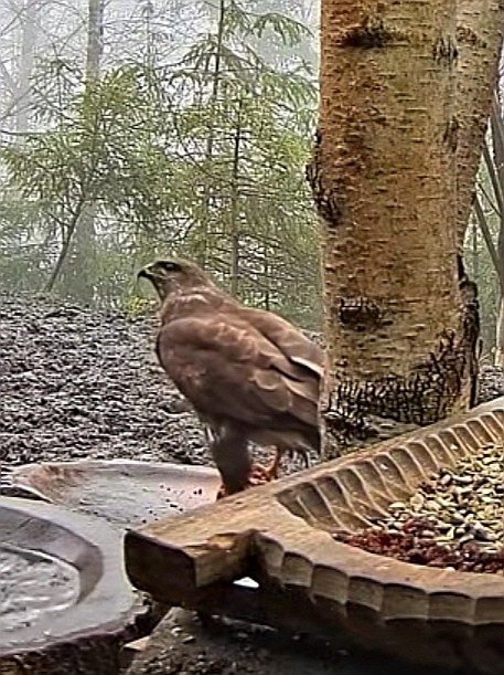 livebirdspoland_c57bd2124f5041adb0c852042c56c326.jpg