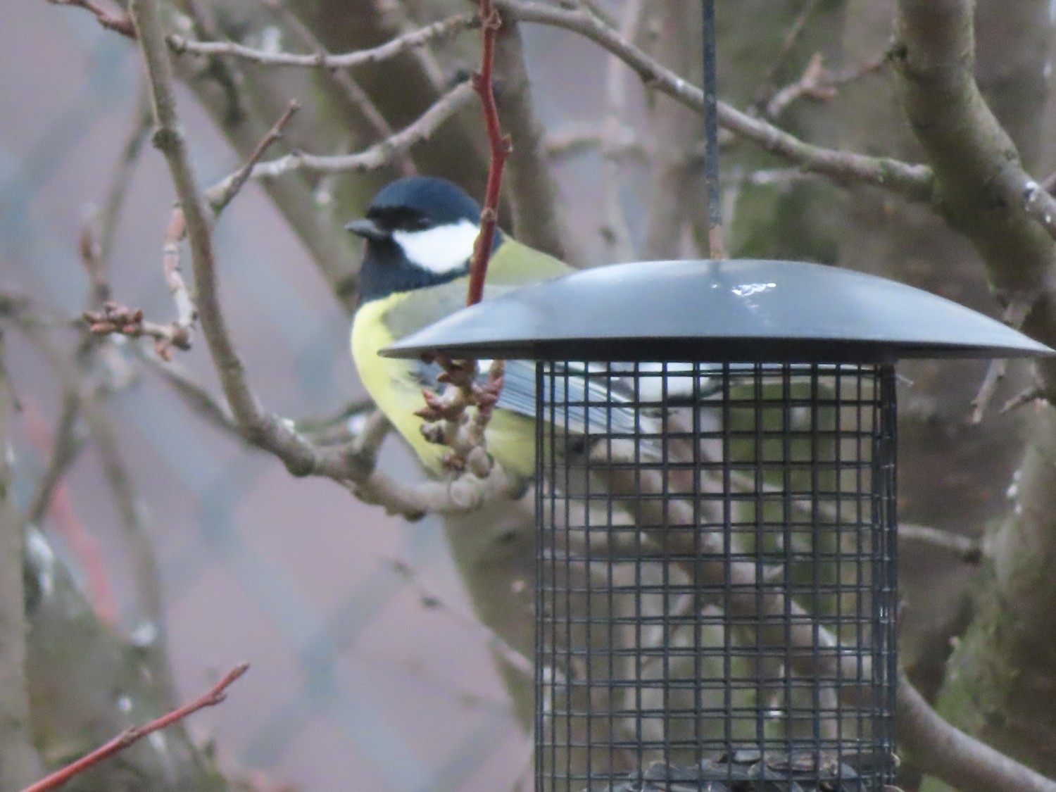 livebirdspoland_77c147ca7aff42785e898d0cfe0b4d20.jpg