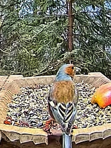 livebirdspoland_0f811790fb3ff922730bc3b699287fe0.jpg