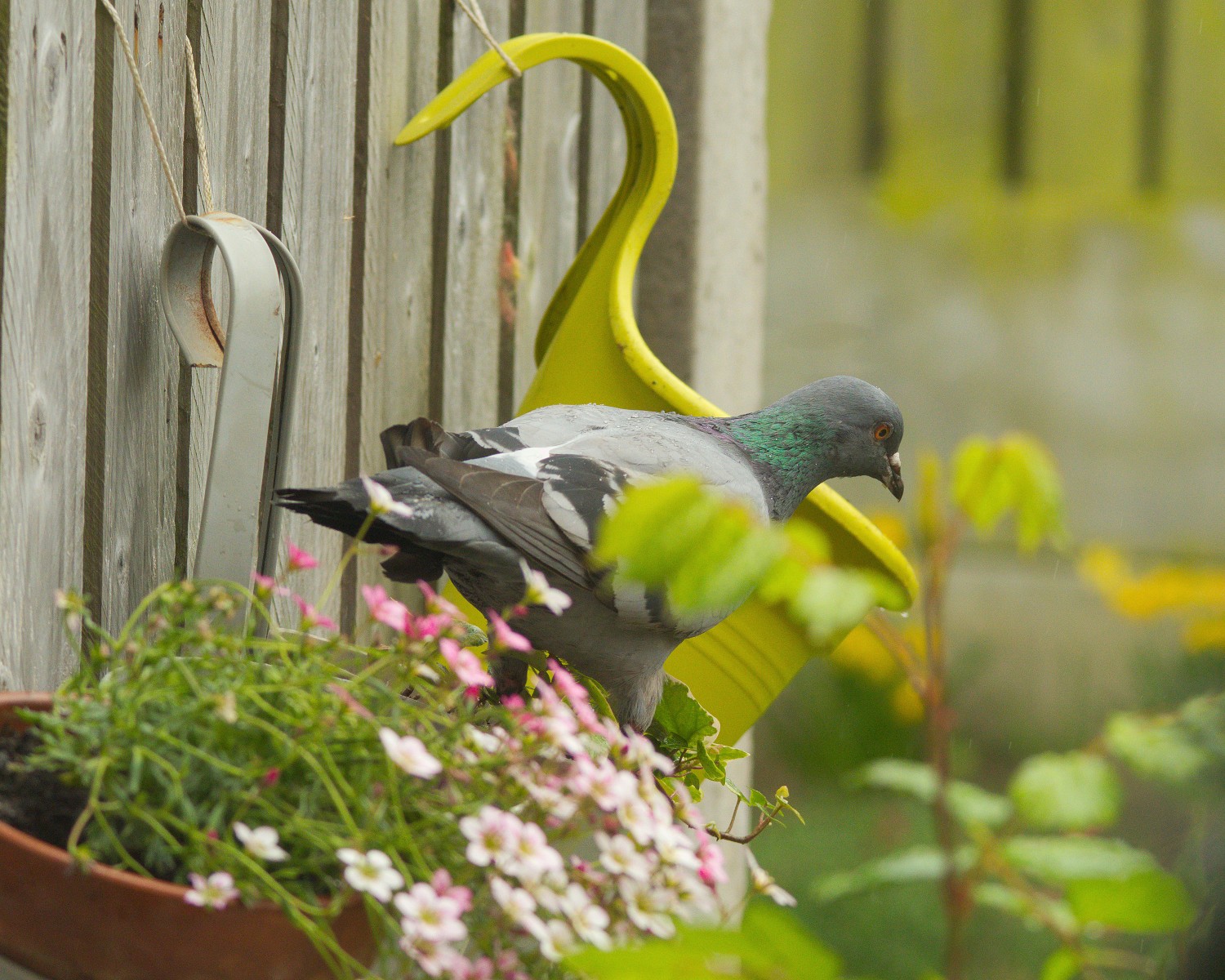 livebirdspoland_a6f7f501c861b142d238f01e4d46b7a3.jpg