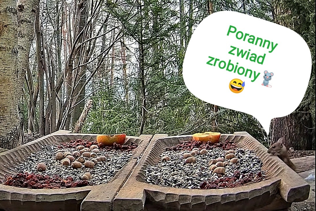 livebirdspoland_36b2f0721581709b2809421791d315b9.jpg