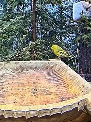 livebirdspoland_88e779217c2bc01d9a526072df2bacbd.jpg