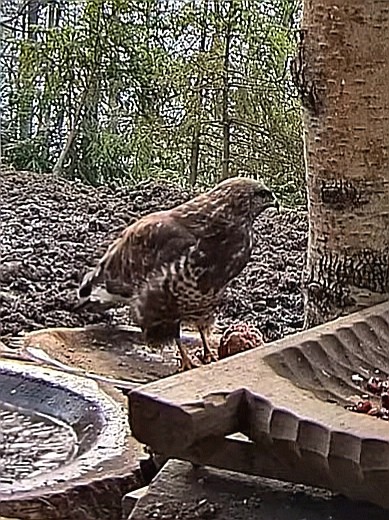 livebirdspoland_29e1ebd472538166b39e1d1aab4342a4.jpg