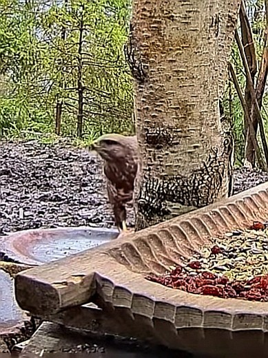 livebirdspoland_08aa9929d3b84c49048919add1965da2.jpg