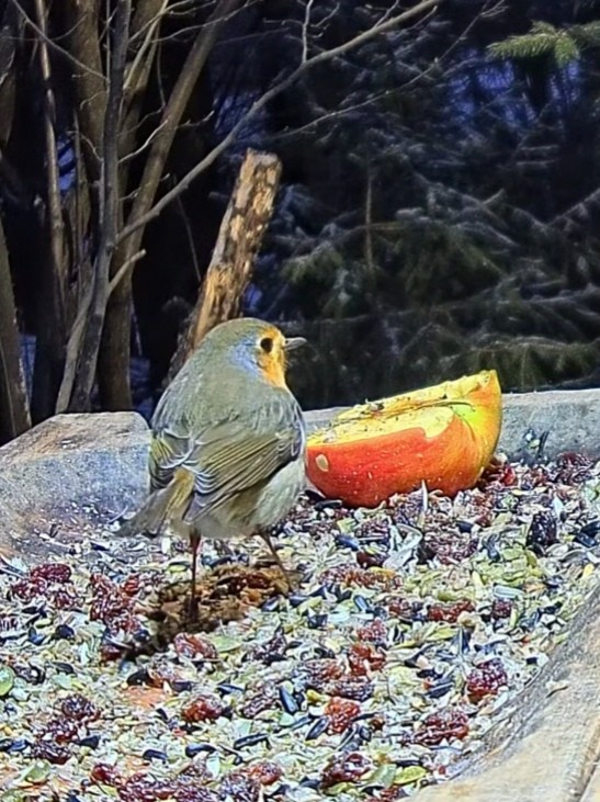 livebirdspoland_78d940e4b24252170b49fb2b84bd81b9.jpg