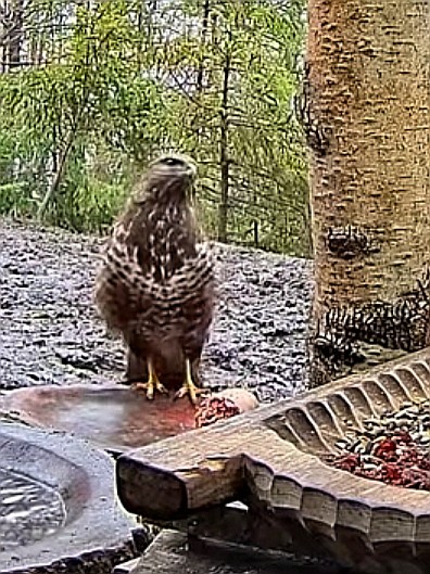 livebirdspoland_a7e98fe2026632c3c73b0ef411e7bc41.jpg