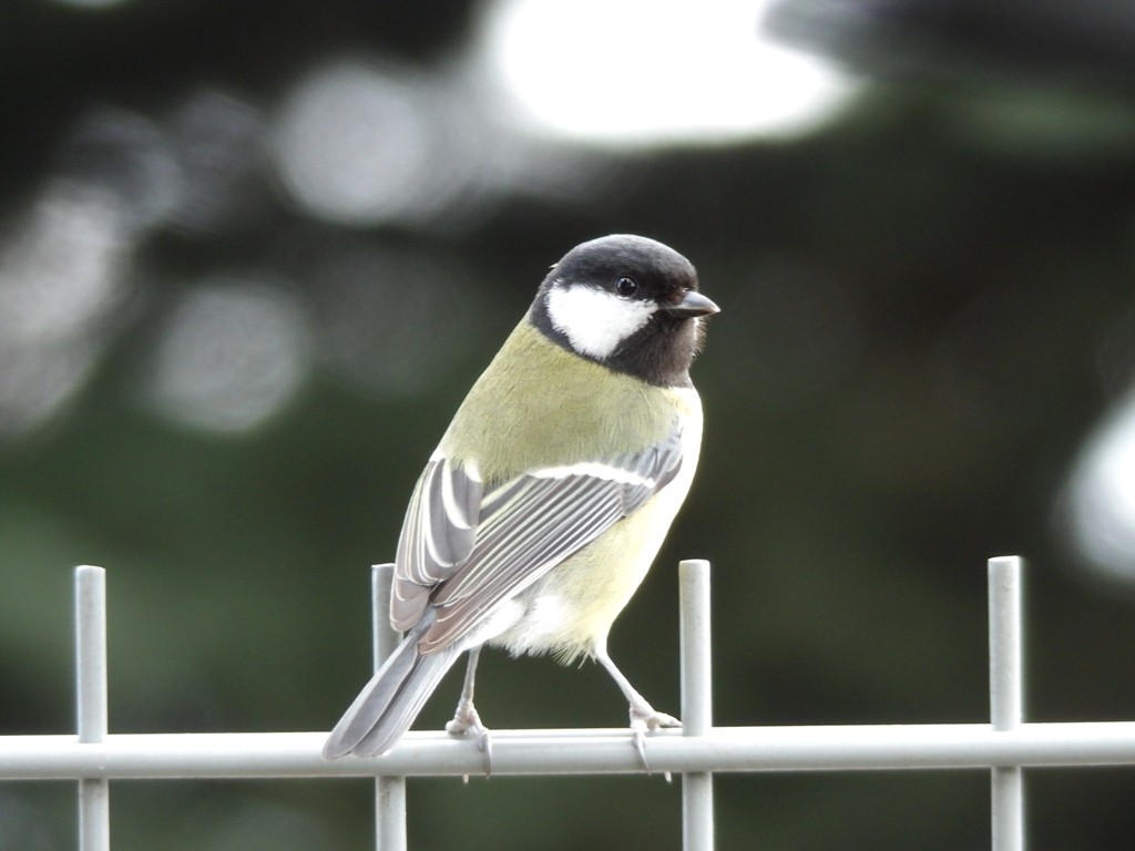 livebirdspoland_cca630791e409312950e7940a1cff008.jpg