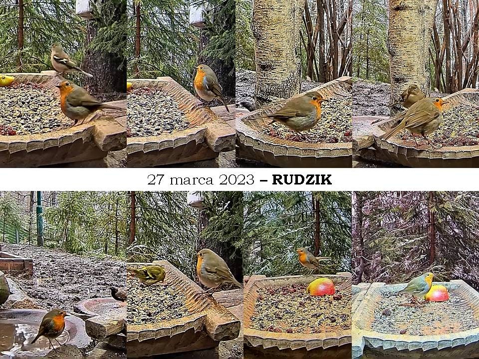 livebirdspoland_218a351bd016e440cfc129085b7816e5.jpg