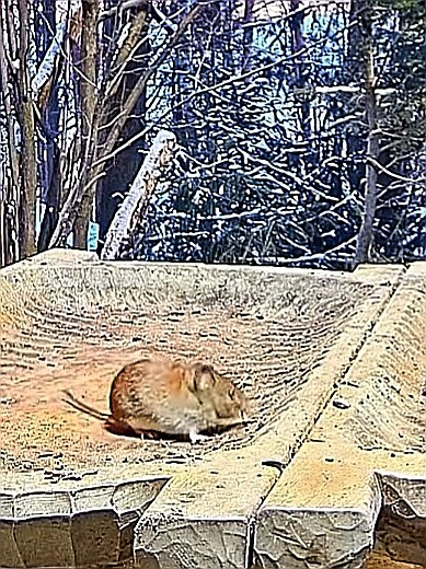 livebirdspoland_ad2ee637cb7d5b74058e7ae242e34904.jpg