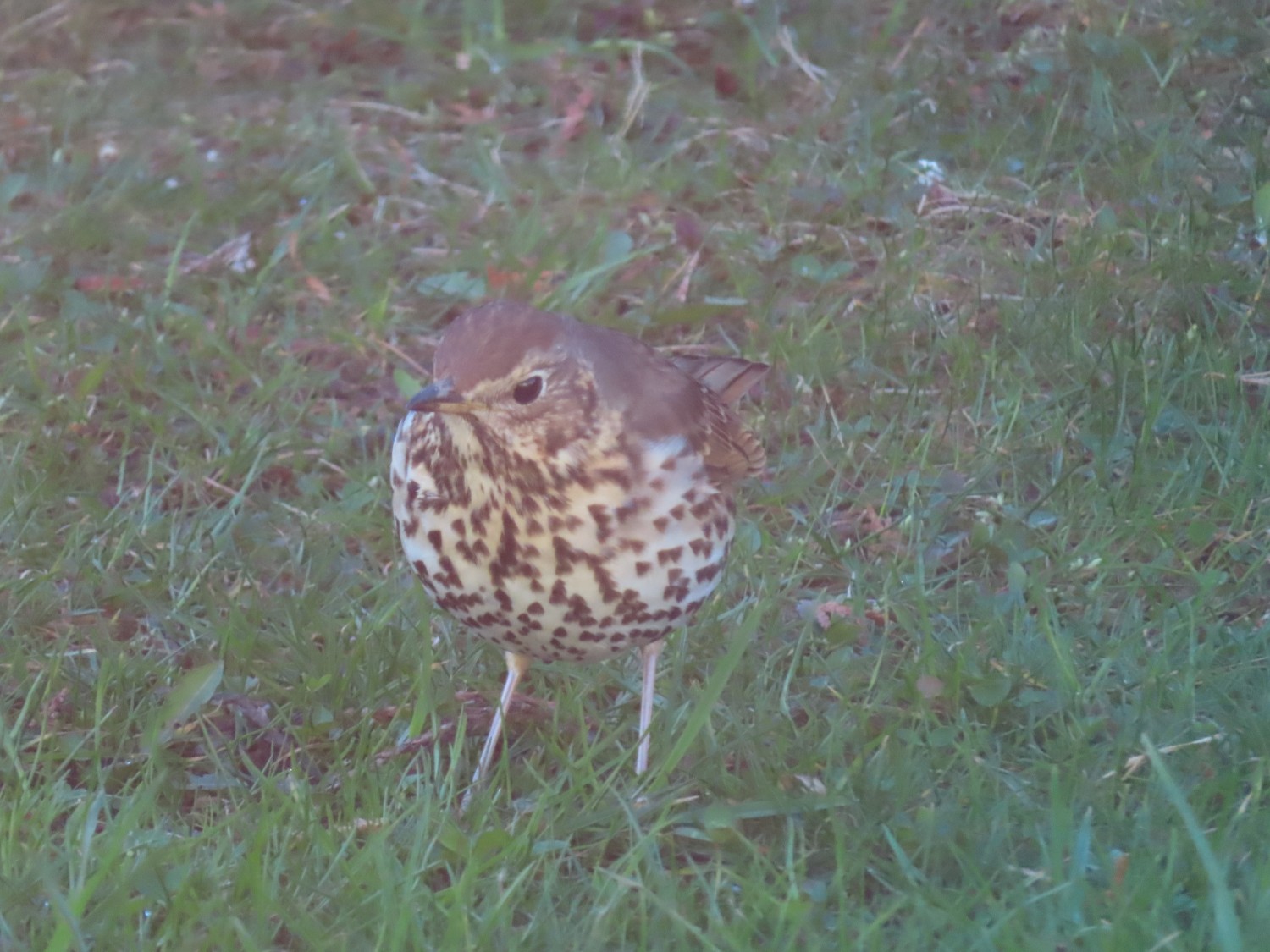 livebirdspoland_8549d6ebe7d39e66dfdfbb6b1e400b58.jpg