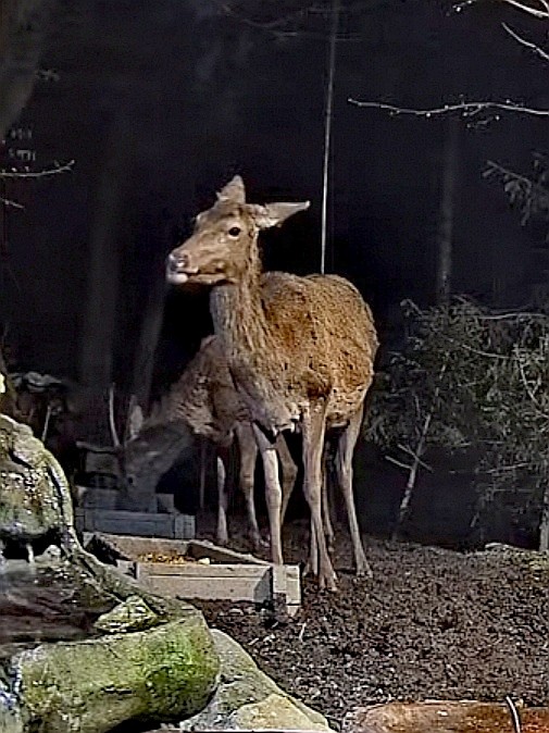 livebirdspoland_82ee757536e262fbccb13c9226e8456d.jpg
