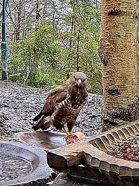 livebirdspoland_472b1f62d3af820a06b6fc766db029c0.jpg