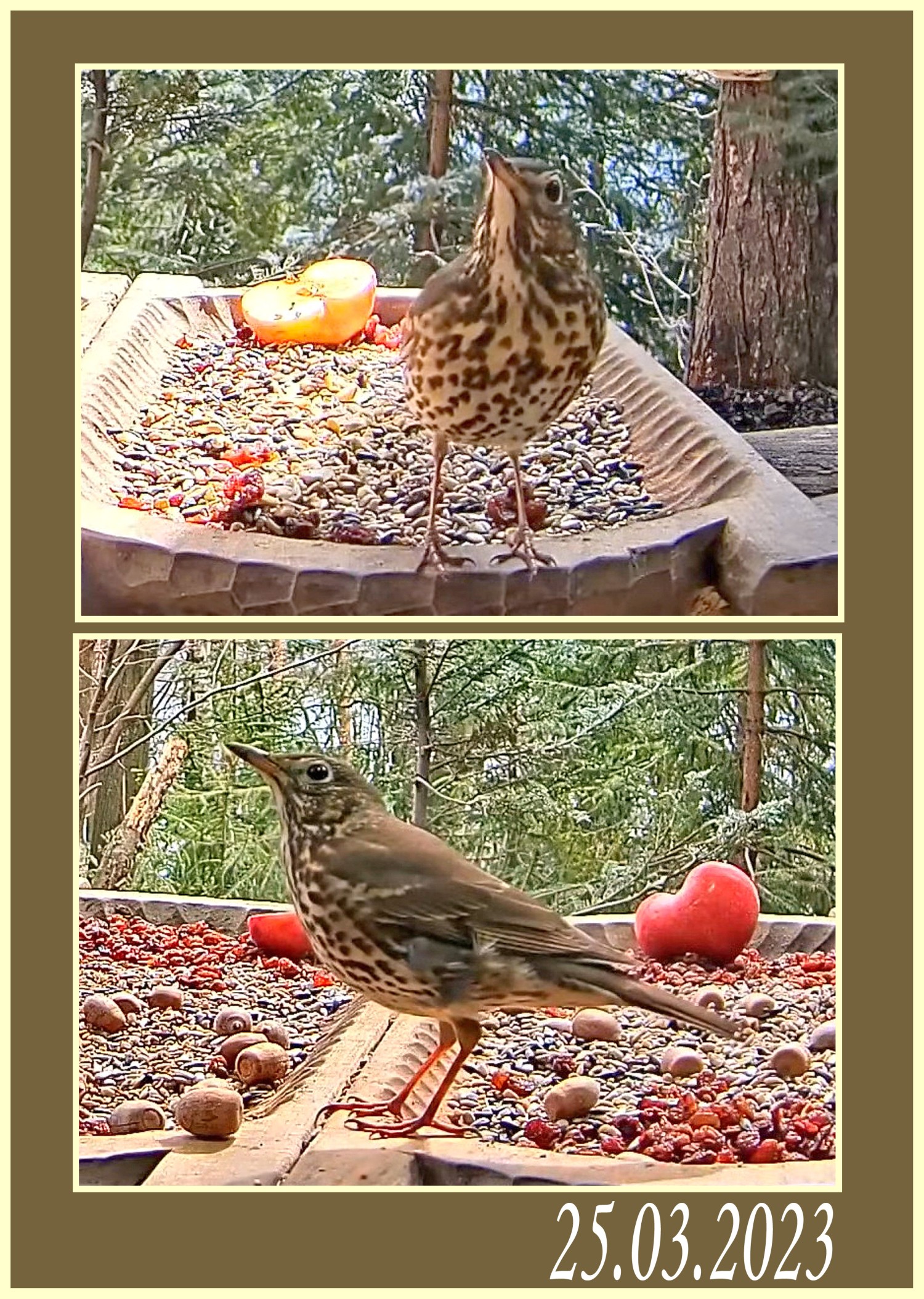 livebirdspoland_cdc20f78ab1b4332137f9489c8eb51f2.jpg