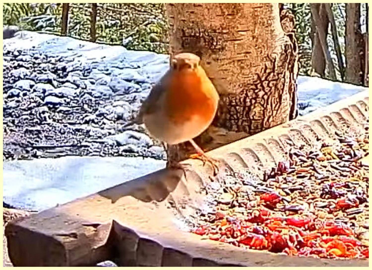 livebirdspoland_629177dfcbcc0155a4e1863bac2c97d4.jpg