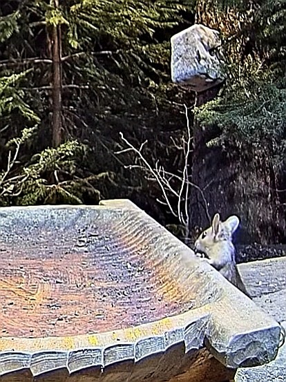 livebirdspoland_a216ef095e66c239da083d28560c02fa.jpg