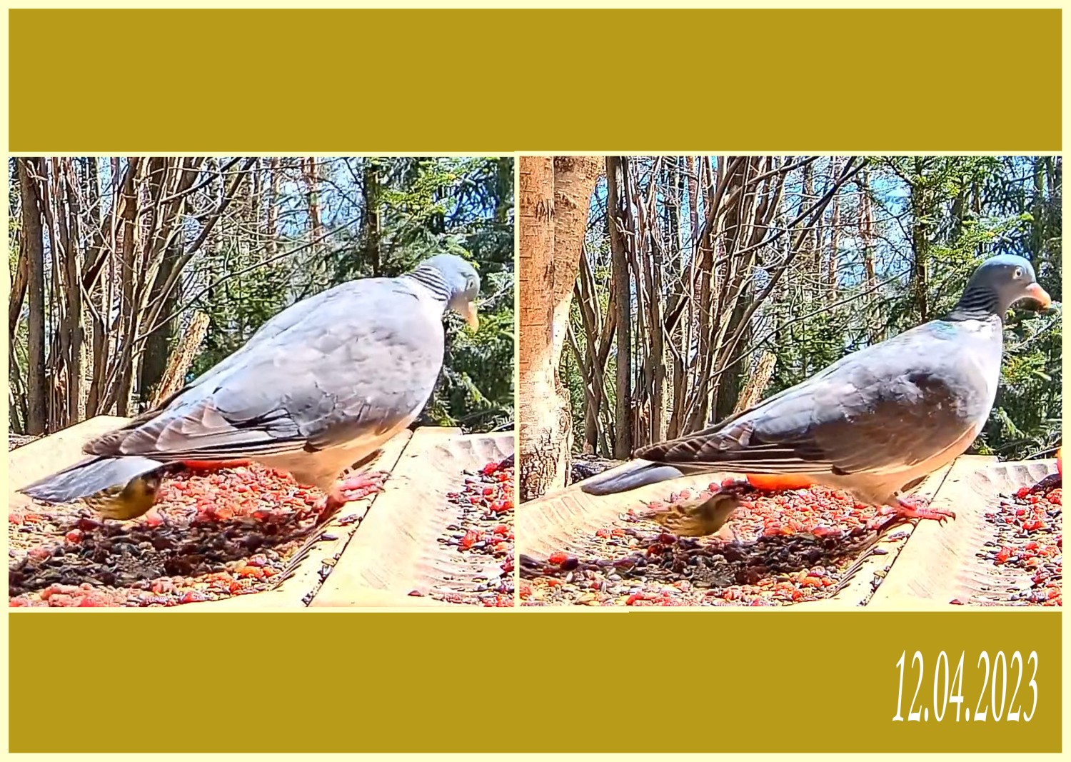livebirdspoland_4d36a6873dc3e73ed07e71d03253fd92.jpg