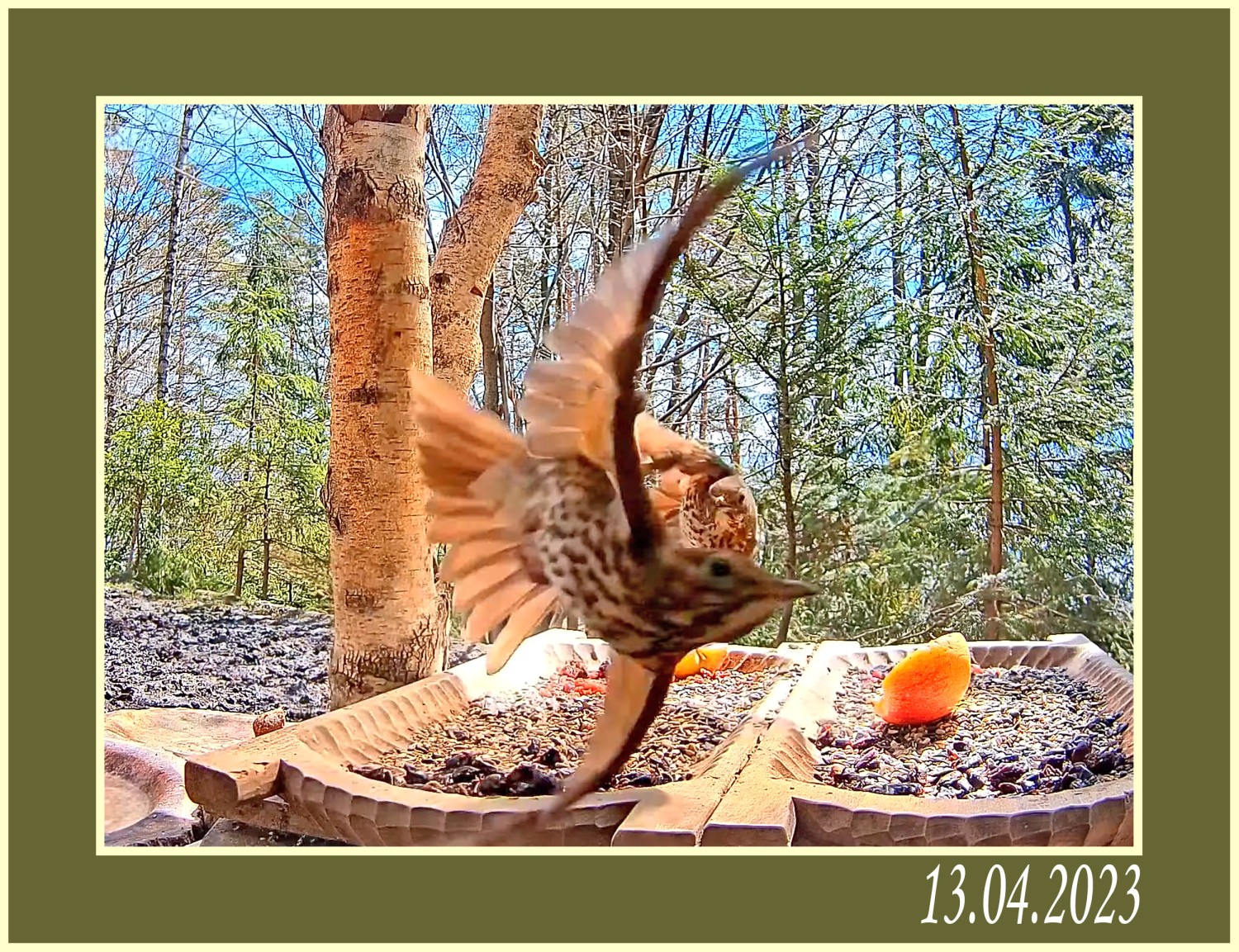 livebirdspoland_ad69be5afdf47b42bd9c1f089ea705b2.jpg