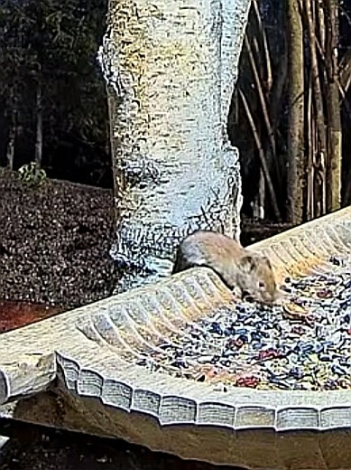 livebirdspoland_133aed7ef068ff57dacb0f201d867efa.jpg