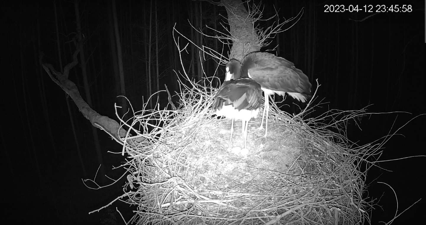 livebirdspoland_bd83bdb43158152f69d9e1627c0d9fc0.png