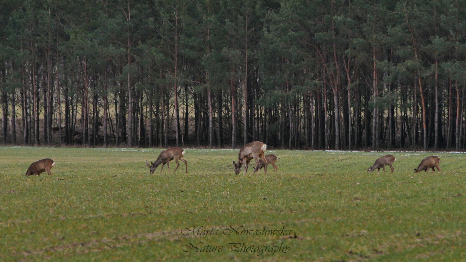 livebirdspoland_1466533144778aec72dbab900f62b351.jpg