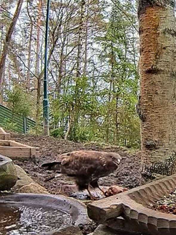 livebirdspoland_e69e6bd1f276f67662fee94cc8d4c309.jpg