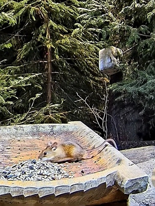 livebirdspoland_b684435c7b963829362dfc8947c17910.jpg