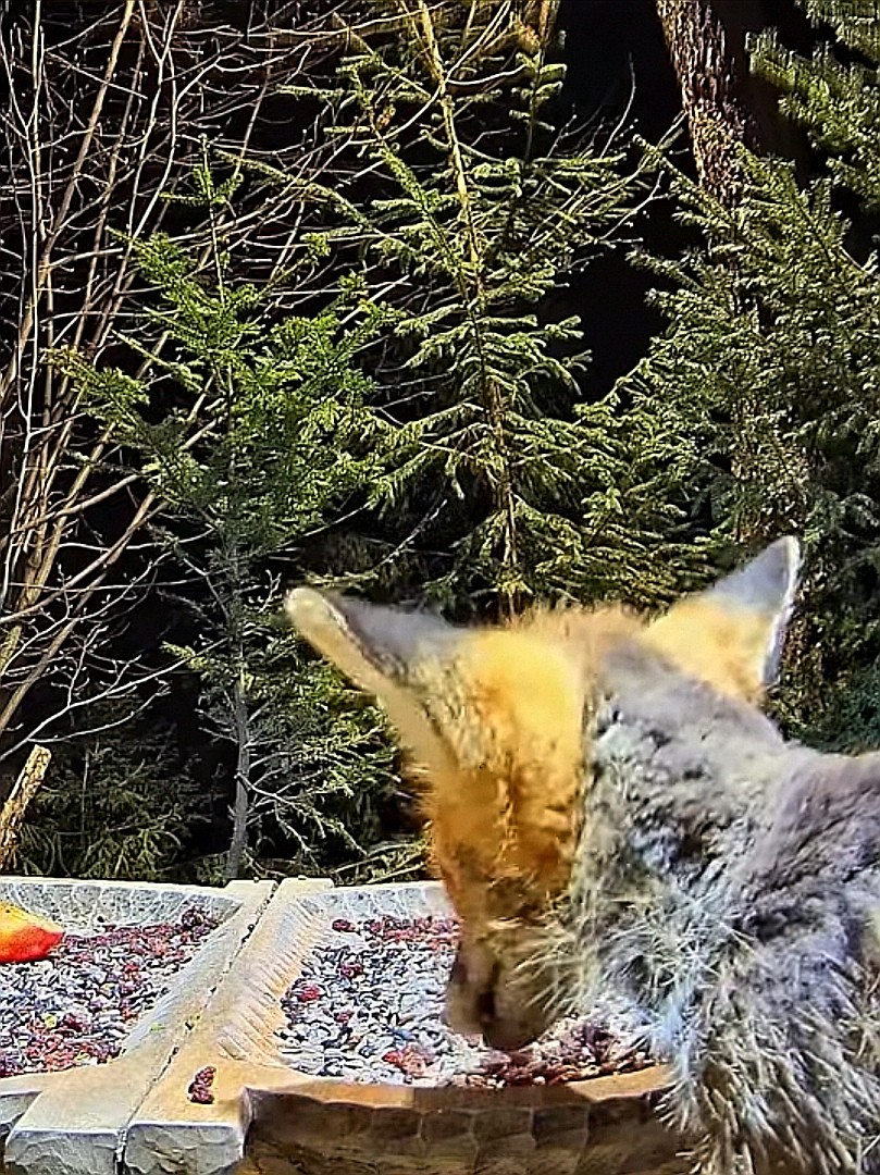 livebirdspoland_6bd39066b5ff7e420985eb3999fc0b0d.jpg