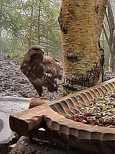 livebirdspoland_3d2c96db85825a6d5da84e2e3de176c5.jpg