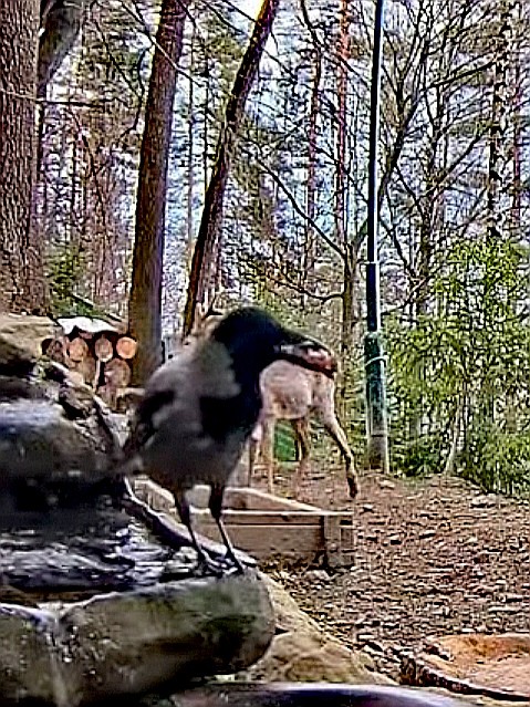 livebirdspoland_6087918bba167a6d09255b463561d101.jpg