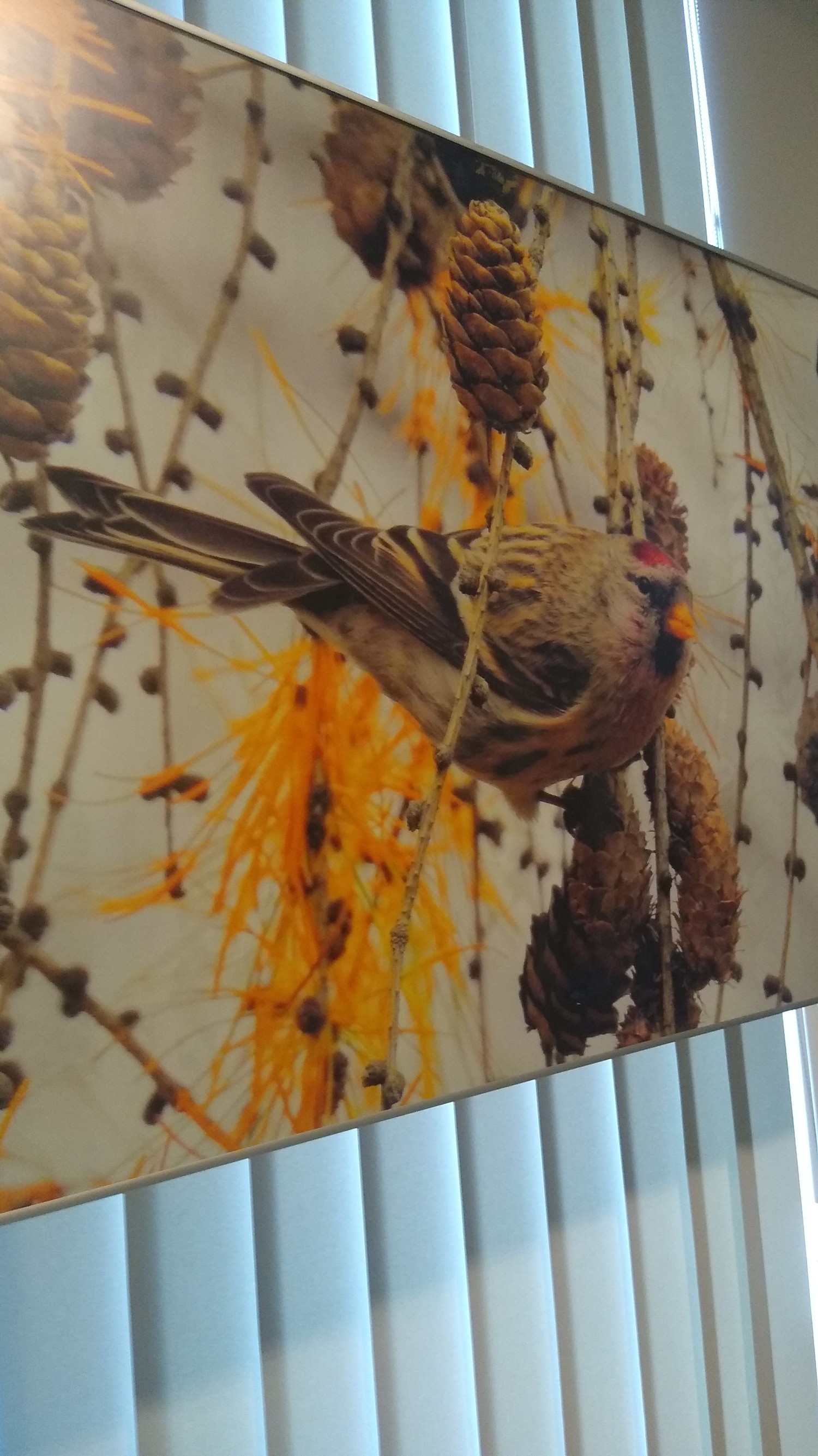 livebirdspoland_2b01ca5f71f7cb00f239eb3f06202f63.jpg