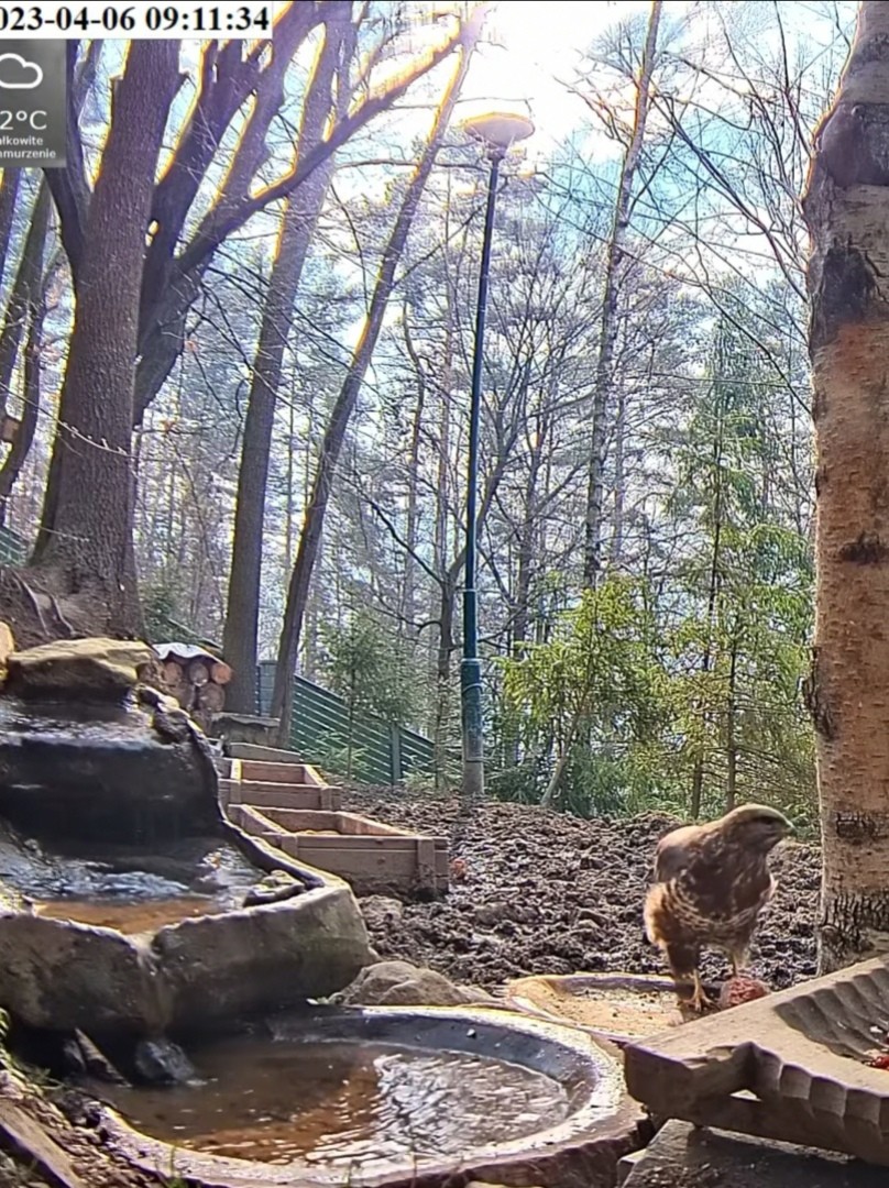 livebirdspoland_f2dfd983f6f03d4963888e4d166ea264.jpg
