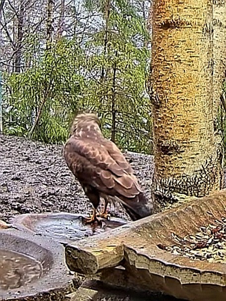 livebirdspoland_f47fe8d5b5a6be630ff0b984ab342e05.jpg