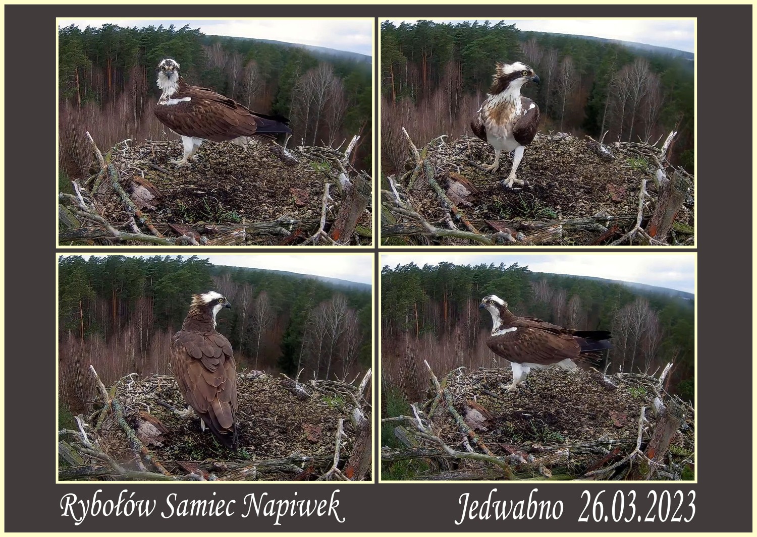 livebirdspoland_be44dc19c77c5f349d028eed4bcbd948.jpg