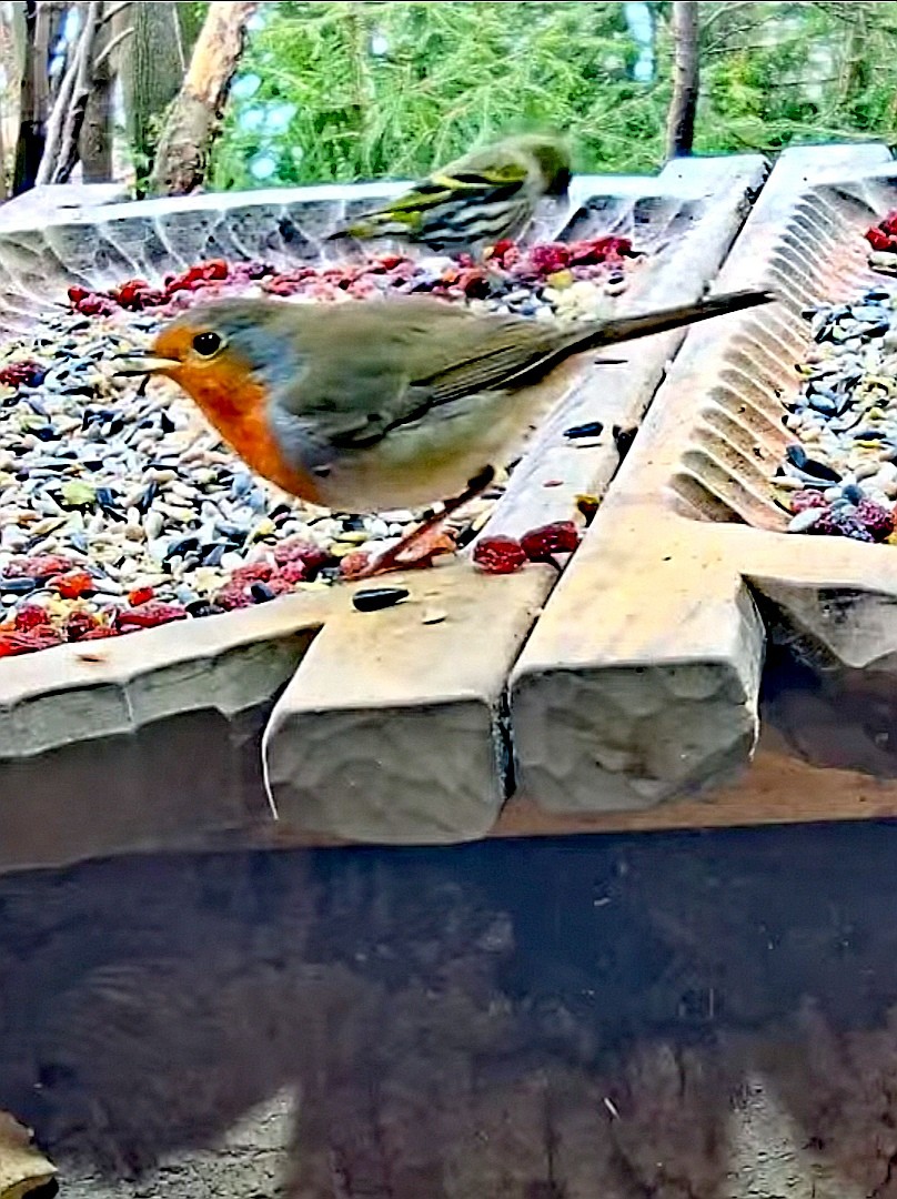 livebirdspoland_2d72ce4ba124f429d7e502b7da19ebd6.jpg