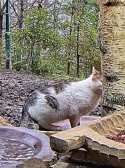 livebirdspoland_516698cb9aba7ef17600afa468471ae4.jpg