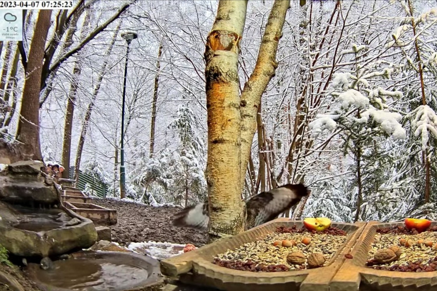 livebirdspoland_1f0225767f1bc225f1d009d56efc03e0.jpg