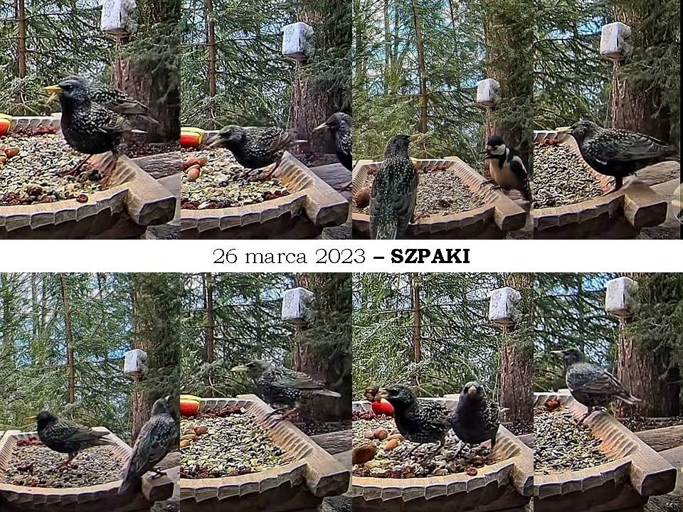 livebirdspoland_d2c50ab7005d5ec48b911c4445983fec.jpg