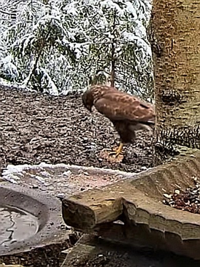 livebirdspoland_9c48b489d12b7e88cebfaa47d82b3f89.jpg