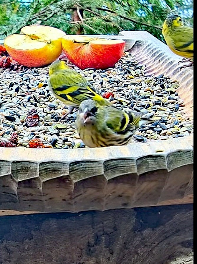 livebirdspoland_cdb885e14c444273d76e0b7b9f4383d5.jpg