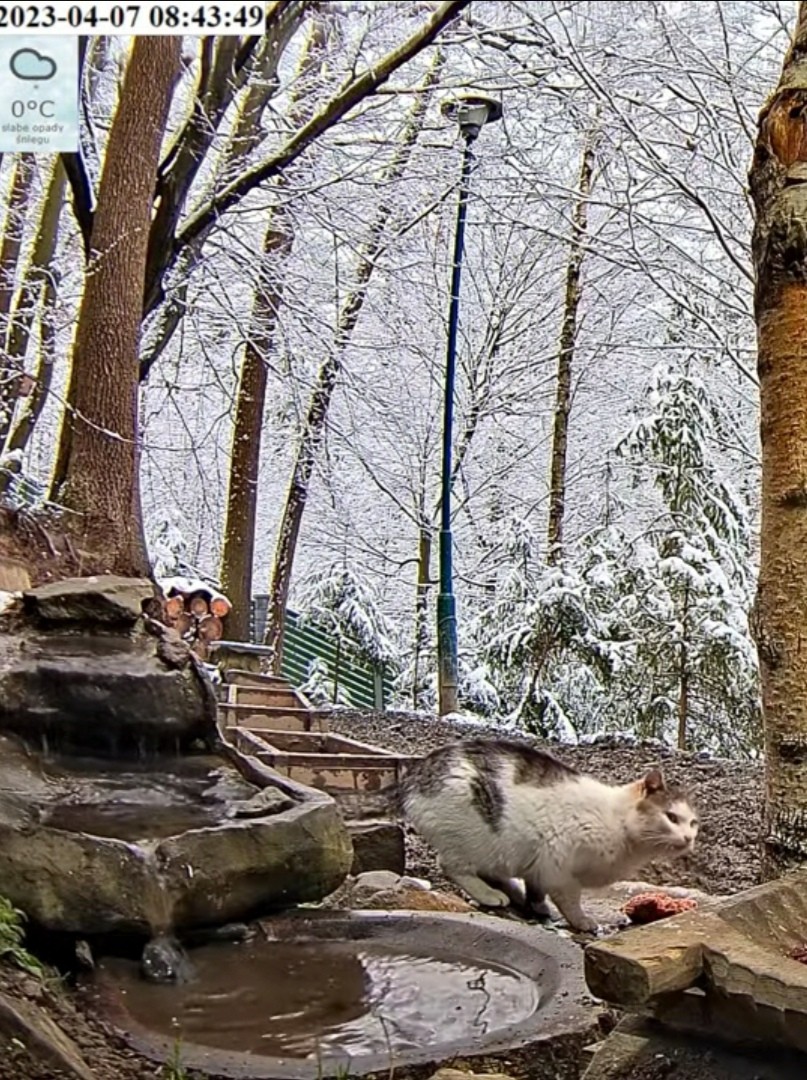 livebirdspoland_801995ca0539be091d228061b2c21113.jpg