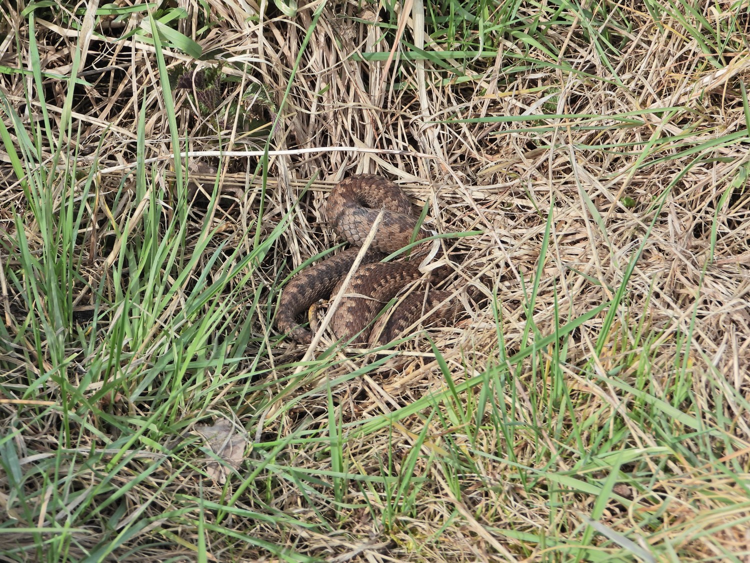 livebirdspoland_8b0881a0b6fe53136bcae49c44473ade.jpg