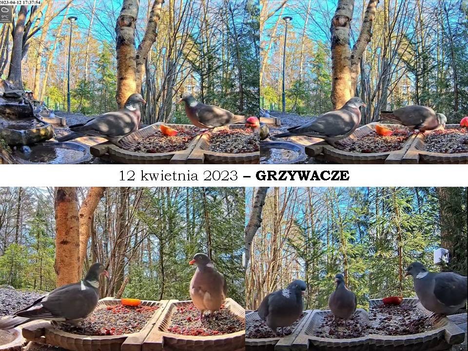 livebirdspoland_107a25248f24825185cea8d51e618662.jpg