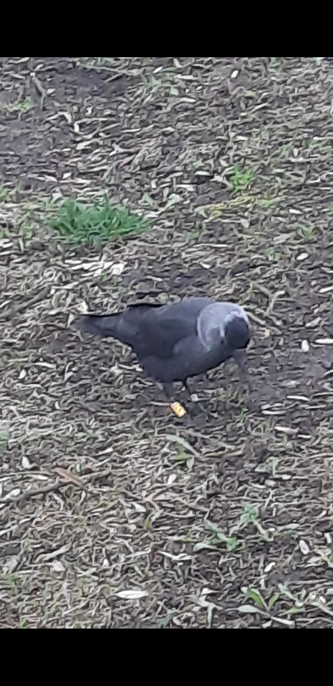 livebirdspoland_e7efa1b8c00a584c56e6e2fd03d32517.jpg