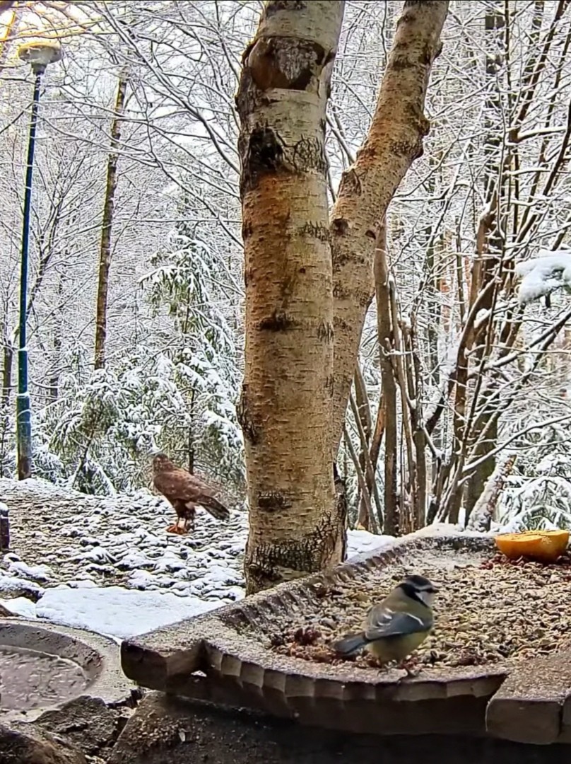 livebirdspoland_6be4041771807b0ec8fcf88c97244565.jpg