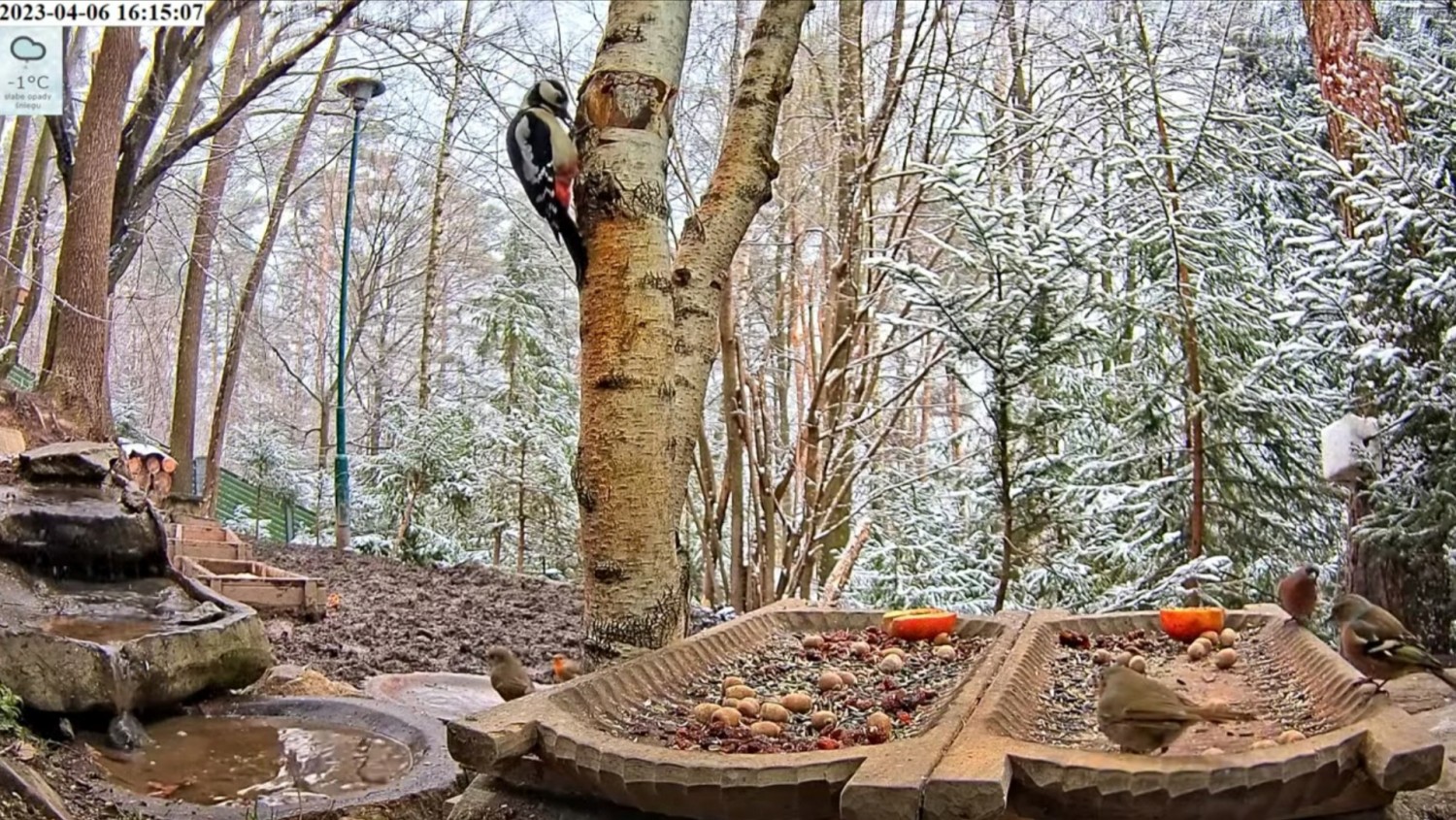 livebirdspoland_0b7c0dfeb2244d7552bb3b3a739b9684.jpg