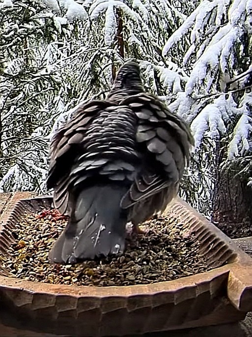 livebirdspoland_5a11e055c62eaf2e24a5c26696f9a765.jpg