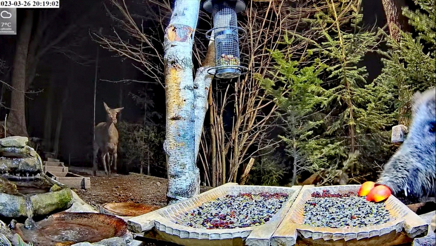 livebirdspoland_f3f2dea92dfc97e6f0d2dd454fd04212.jpg