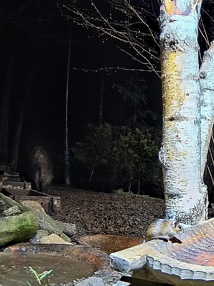 livebirdspoland_38044b67dfe749ce55ab0b480b82522b.jpg