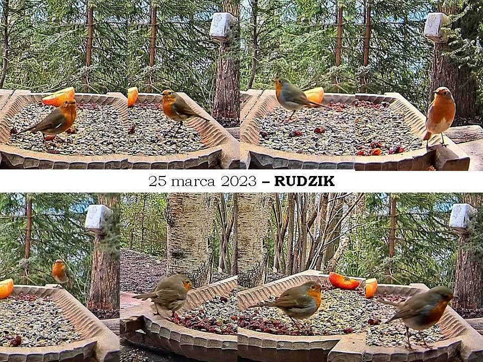 livebirdspoland_1119ce29b24cfea761070a79b0bf43f8.jpg